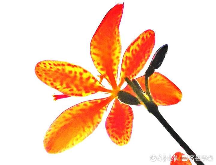 高军|这妖艳美丽的花朵名叫凤翼，入中药清热解毒