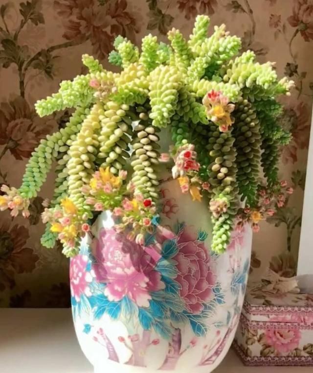 从小|养了5年多肉,从小白变成大神,这些经验送你了