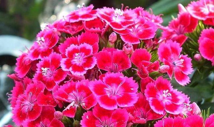 喜欢菊花，不如养盆“高档小花”松红梅，优雅秀丽，醉人心脾