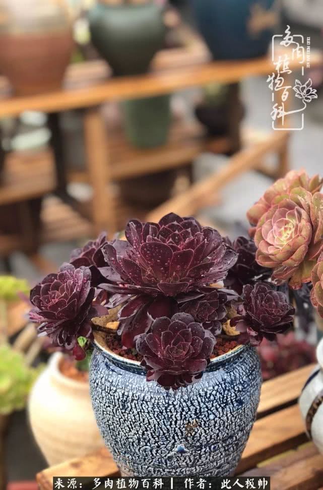 骄阳艳玫瑰,梦幻魔法师!独爱你的百媚千红!