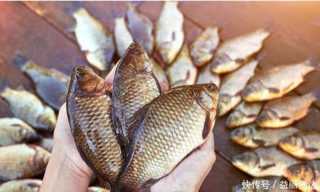 小鱼|钓鱼高手不会告诉你的诱饵与技巧,小鱼不闹窝,大鱼全上钩!