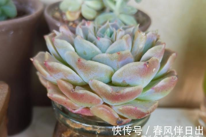 浇水|天气热温度高,多肉缺水也不敢浇?来看看有经验的肉友是怎么做的