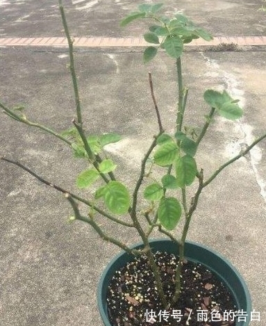 月季半死不活的吗,整顿的机会到了