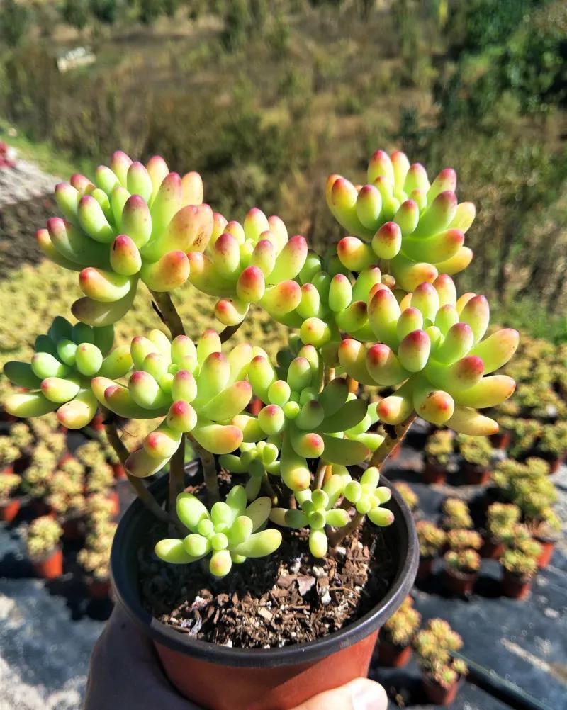 多肉长出小崽崽，不要做此件事，不然后悔都来不及