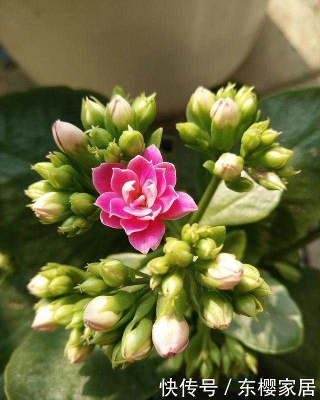 长寿花夏天有什么忌讳这3点不能做,秋天早开花、花量多