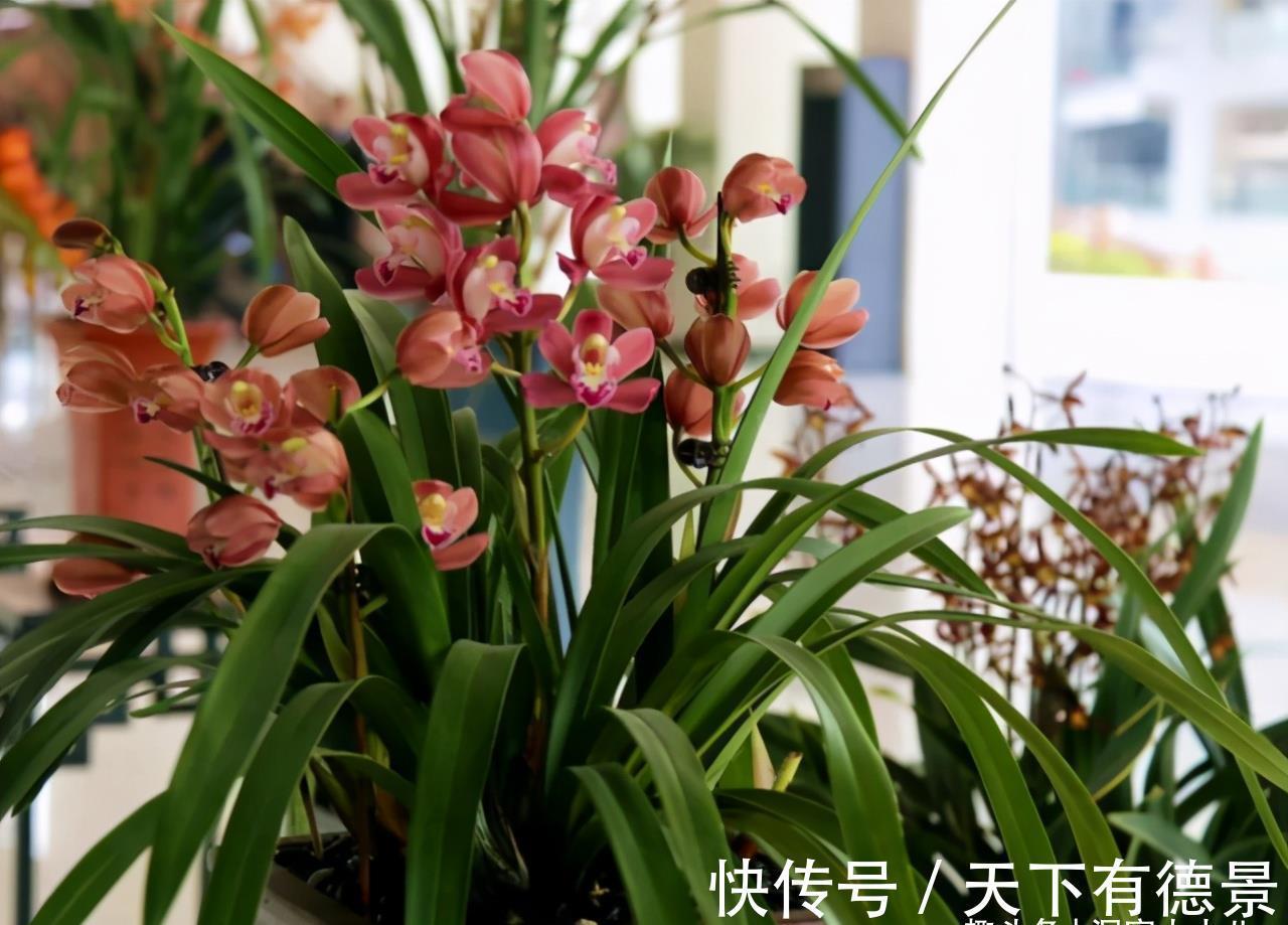 养护|七月养兰花,打好“三基础”,根系有劲,次月“咕噜”冒花苞