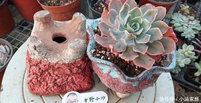 漂亮|养多肉选花盆很关键,注意这几点,多肉上盆美美哒