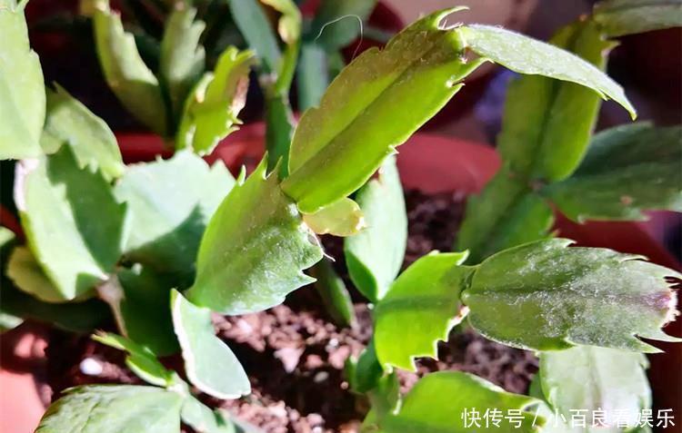 蟹爪兰叶子“打焉”，用这个“小方法”，叶片肥厚，长势更旺