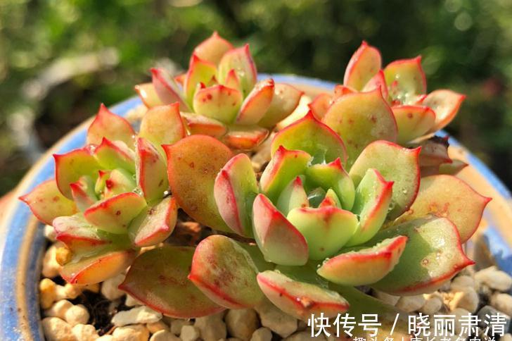 多肉蜡牡丹和红化妆,一个长得美却容易生病,一个好养但样貌差点