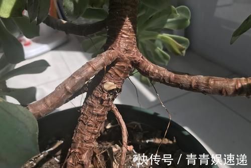 花友|多肉“玉龙观音”好养吗？记住6字诀，叶子肥厚翠绿
