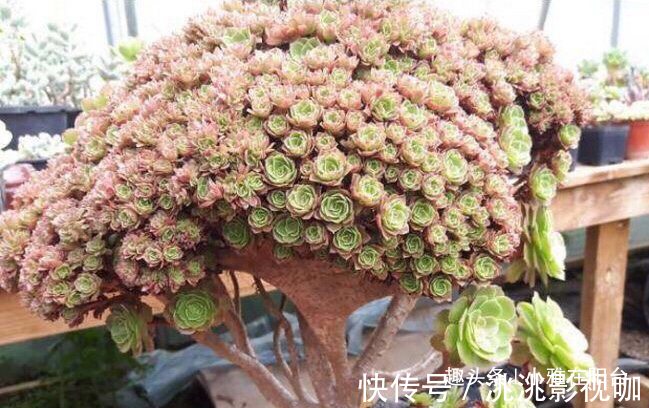 秋季养多肉可以淋雨吗有优点有缺点,做对“一点”,长成小胖子