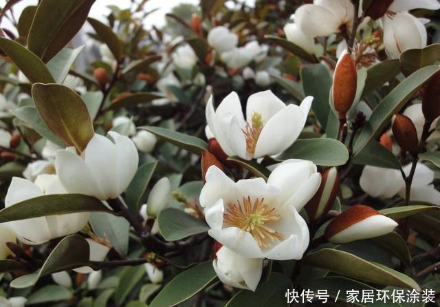 含笑花|这花只开一半花,香味却能飘老远,养在家里闻花香