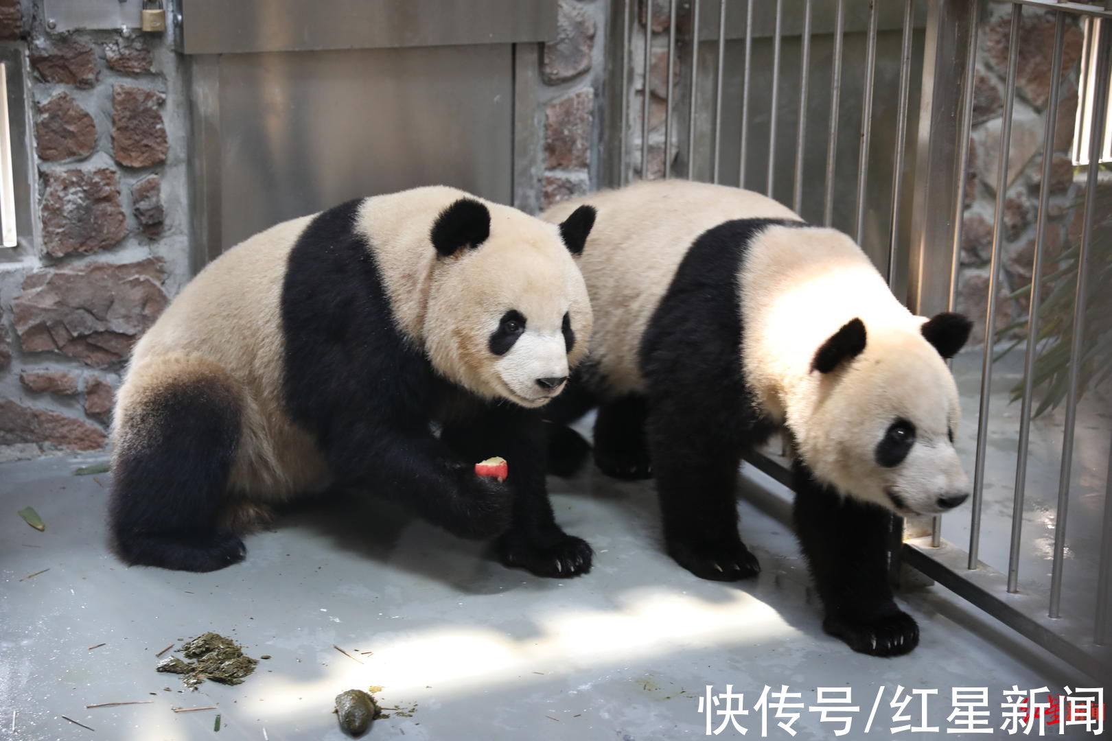 成都熊猫基地|更注重动物“隐私”！明年年初成都熊猫基地扩建区预开园，11个场馆亮相