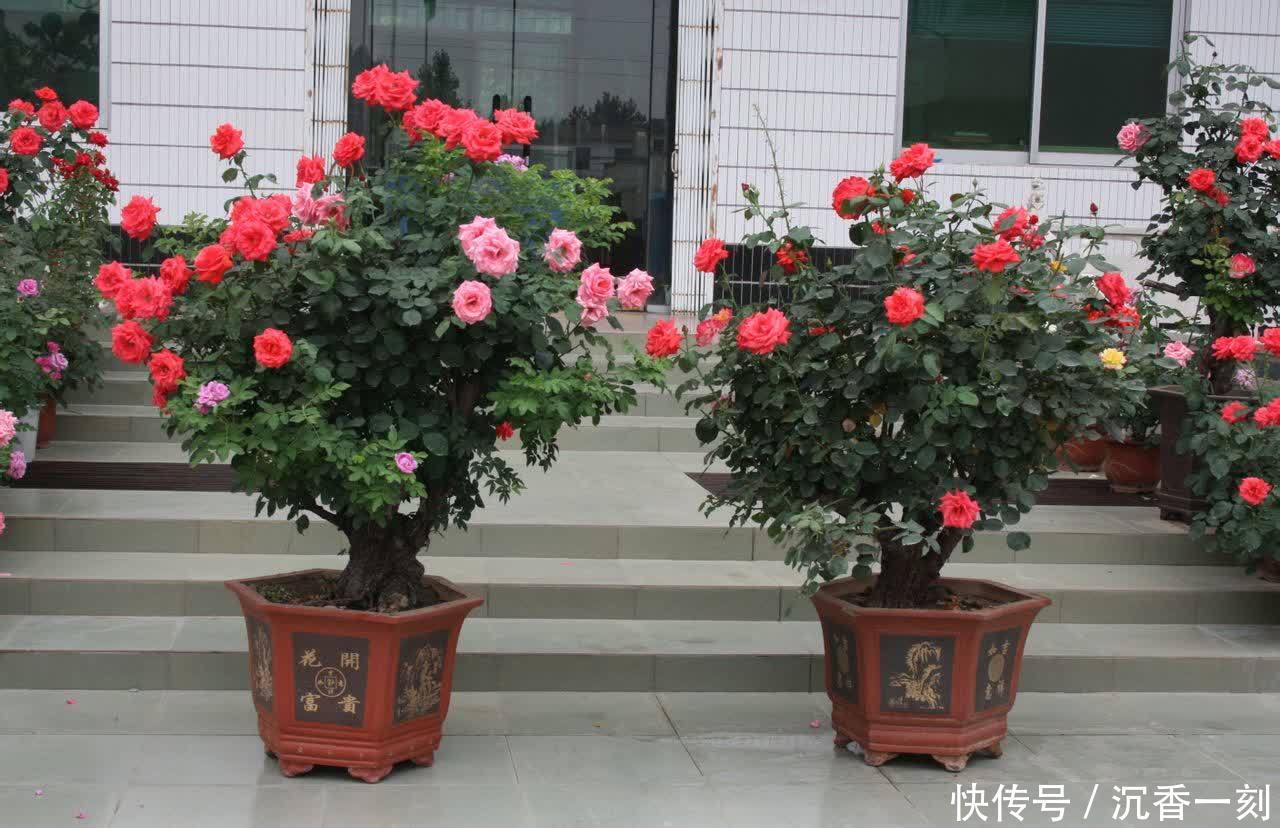 建议爱花人,有闲钱就养一株,花色艳丽,观赏大气