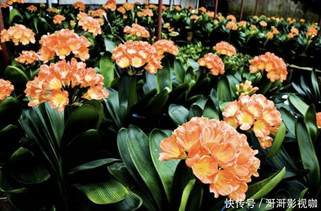 吊兰|给君子兰浇“1种水”,叶片跟“巴掌”一样大,30天就开花,美!