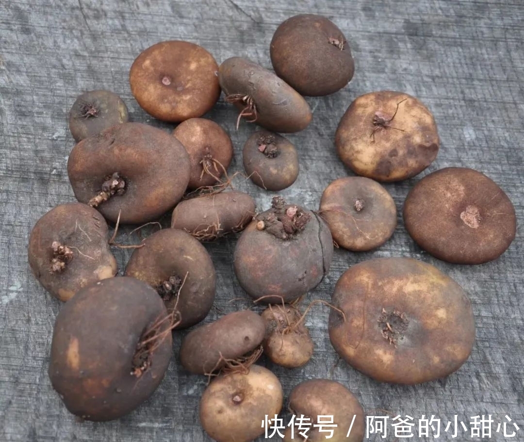 养盆栽仙客来掌握7点,养20~30年都不是问题,年年能开花