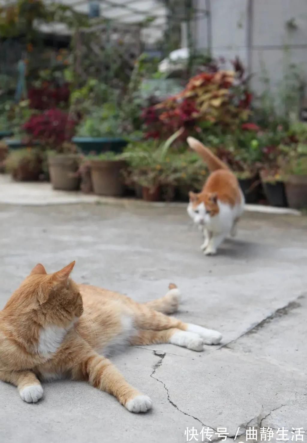 等我老了以后，找个小院陪你养花种菜！