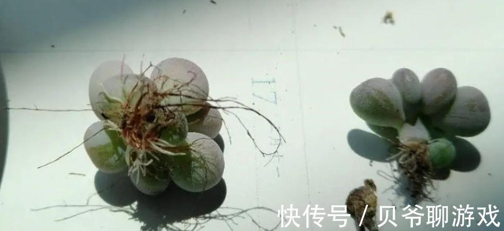 新买的多肉入盆前到底要不要修根,看完你就明白了