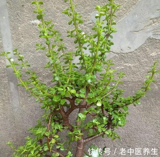 近期雨水多,散养金枝玉叶3个月没修整,枝条长,剪下来培育新株!