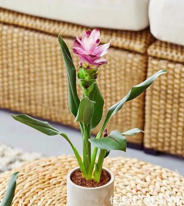 4种花,名字里带“荷”却不是荷花,花美色丽,漂亮极了