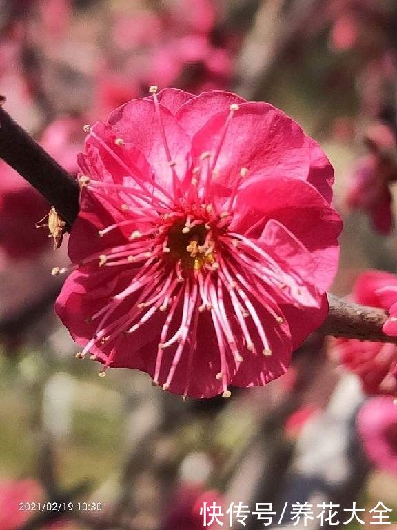 80种常见花，花谱整理好了，以后识花不求人