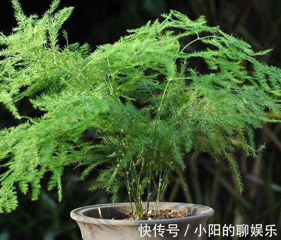 铁钉|文竹不见长,枝叶枯黄,3种垃圾,扔盆里,长势旺,再也不黄叶