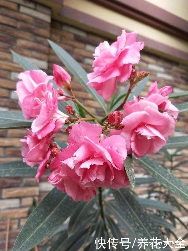 4种有毒花别养家里,出门也要离远点,因为有毒