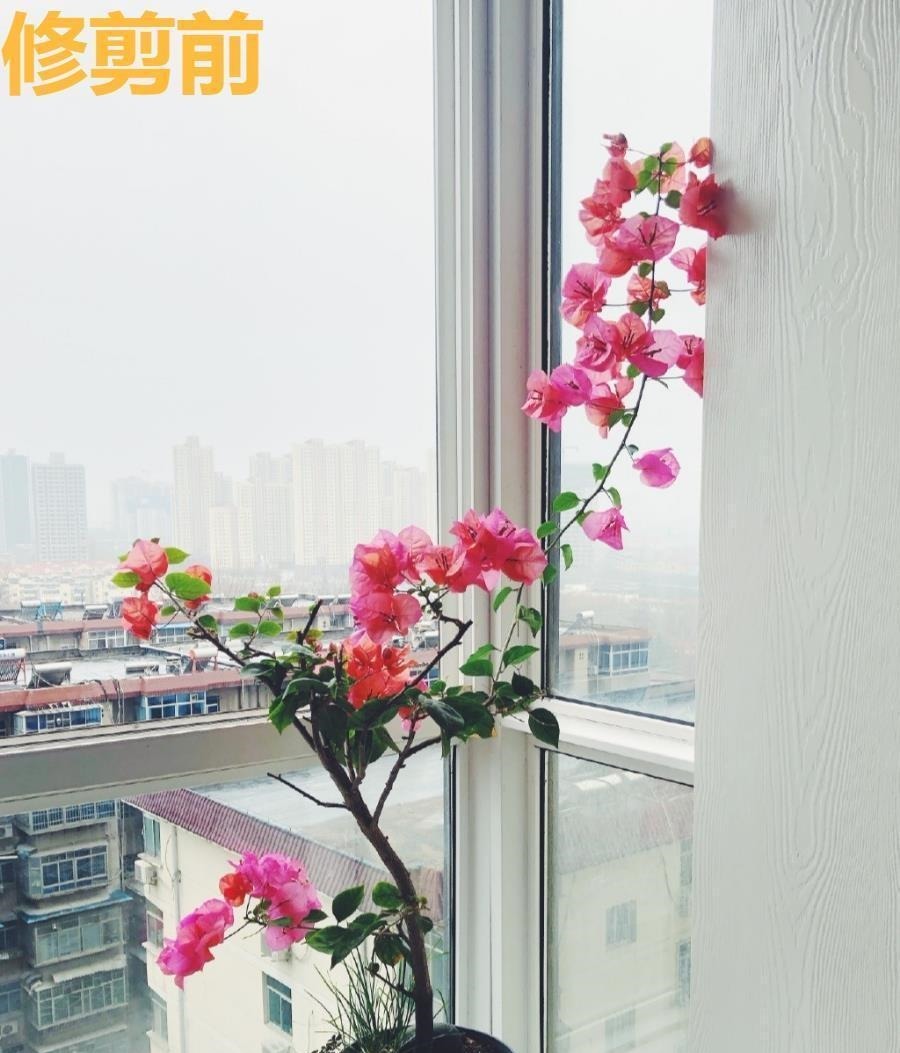 开花|6种“漂亮花”,长了就狠剪,舍不得剪害处大,耽误一年开花量