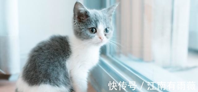 塔罗占卜：选一只最萌的猫？测你孩子将来是否有出息