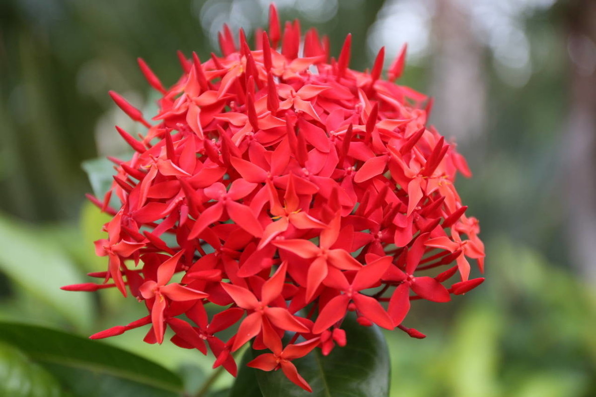 养花就养3种花，好养易活不操心，开花爆盆很漂亮，常年开花不断