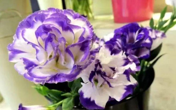 4种花好养易活,旺财又养人,花朵硕大花期长,家庭理想花卉盆栽