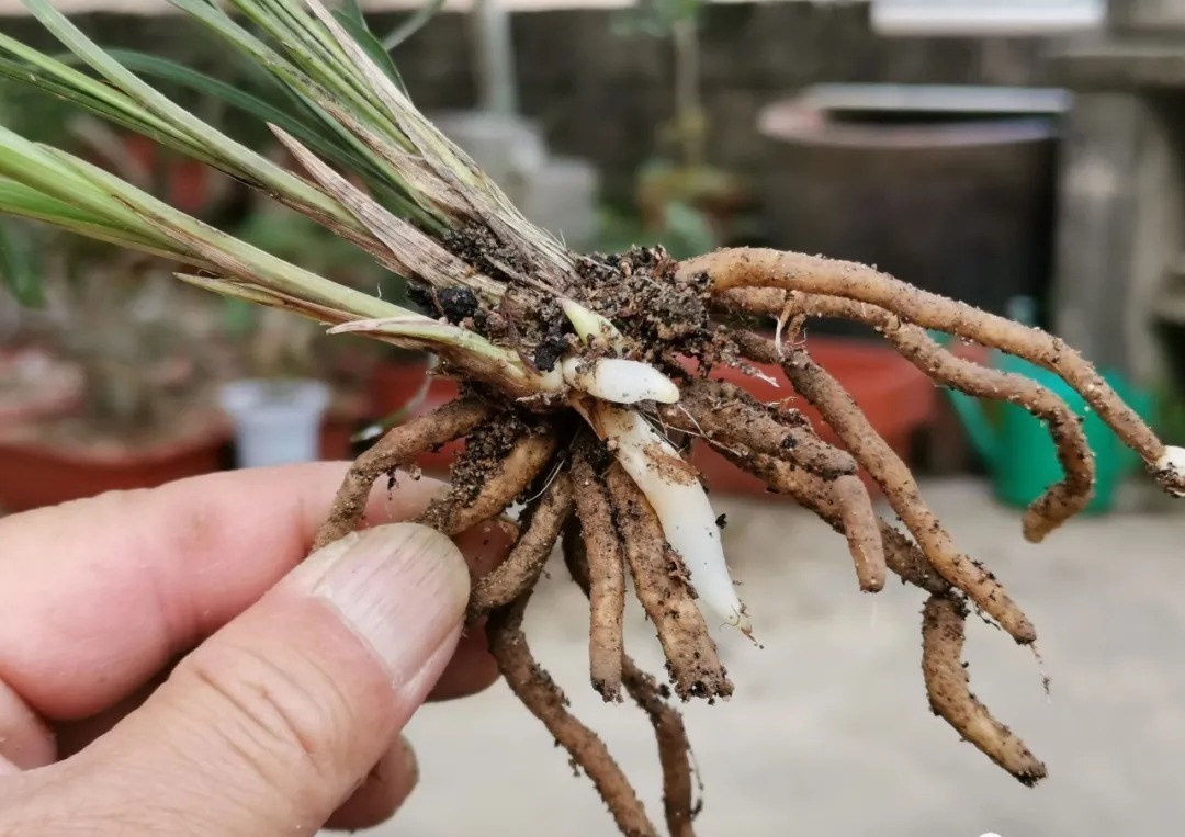 种植|兰花种植前,究竟要不要清洗兰根、浸泡药水?4种原因要明白