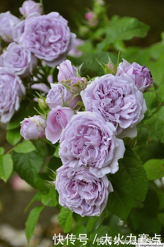 25款勤花又好养的月季品种推荐。新手一定要来一颗，盆栽地栽都行