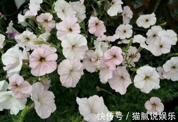 这9种花园,随便1个都美上天了,有一种这辈子就满足了!