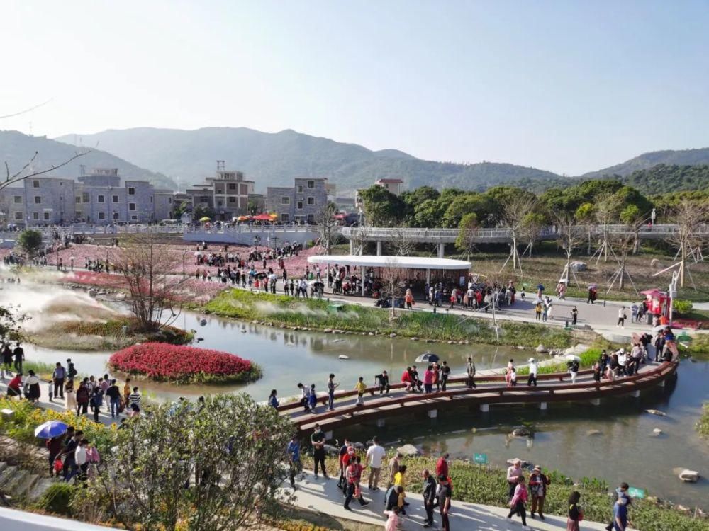 花海|火了!金湾这条村太受欢迎!