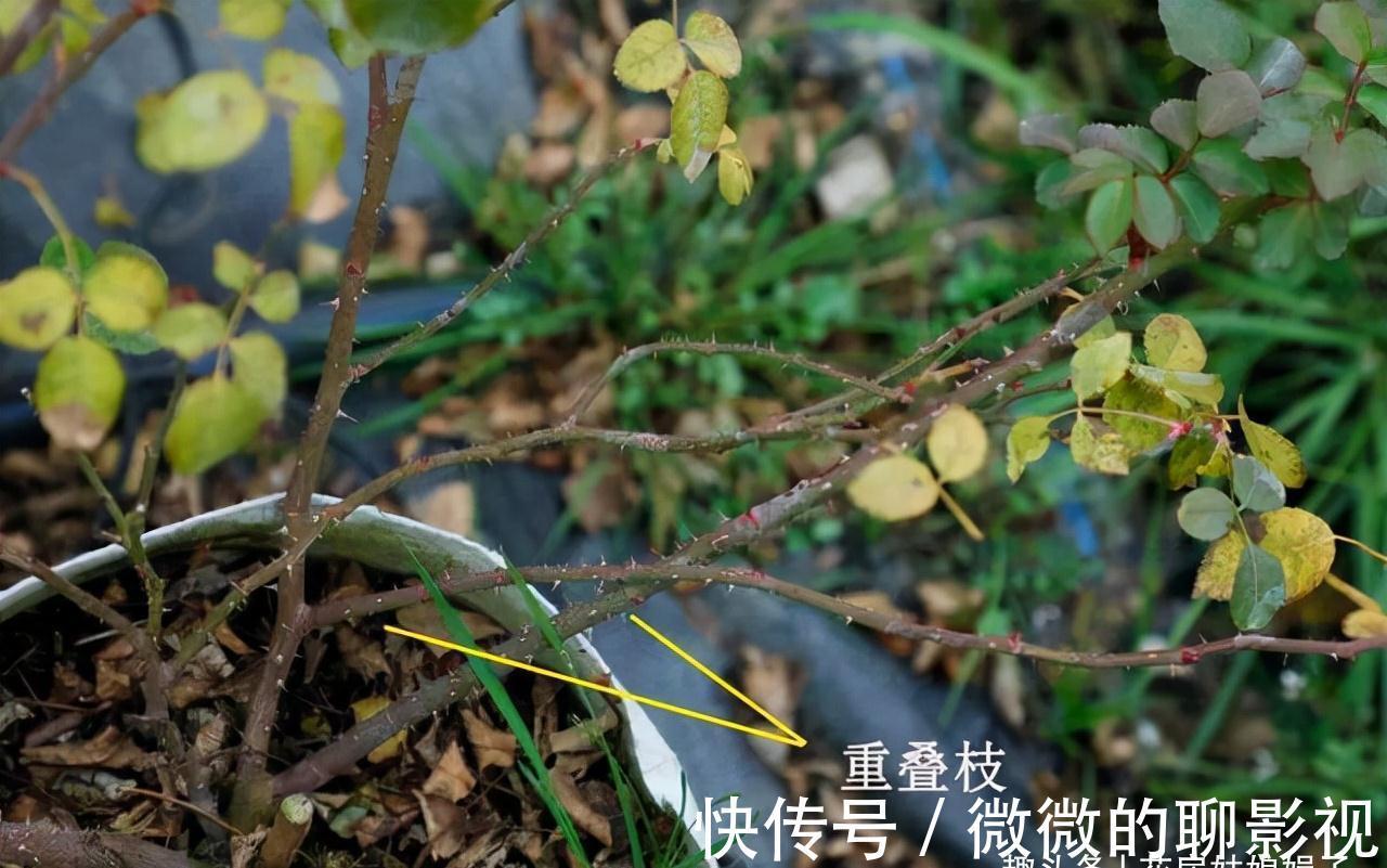 冬天里,给这8种花修剪,要分清楚修剪方式,否则来年长势成问题