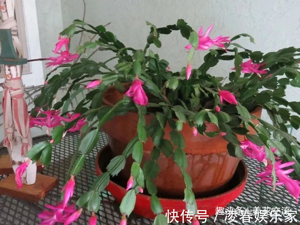 一年四季可以养在室内的开花植物和观叶植物,附新手养护教程