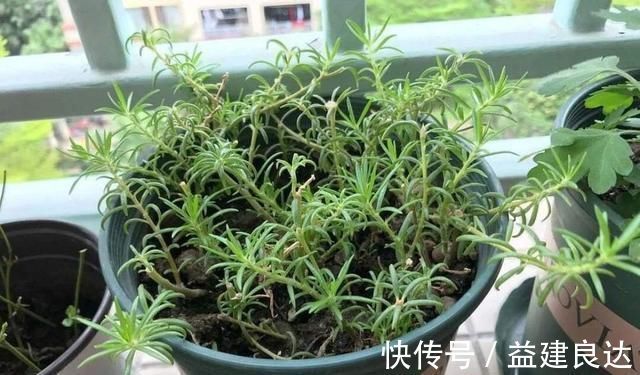入秋扦插6种花，7天就生大白根，告别黑腐烂，花开量大