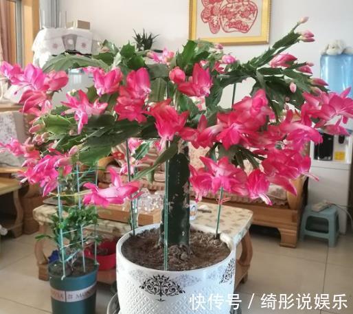 花卉|冬天养上“2种花”，天气冷，开花反而越多，花期100多天！