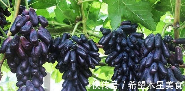 家有院子别空着,不妨种几棵果树,耐寒耐旱,而且果肉鲜甜可口!