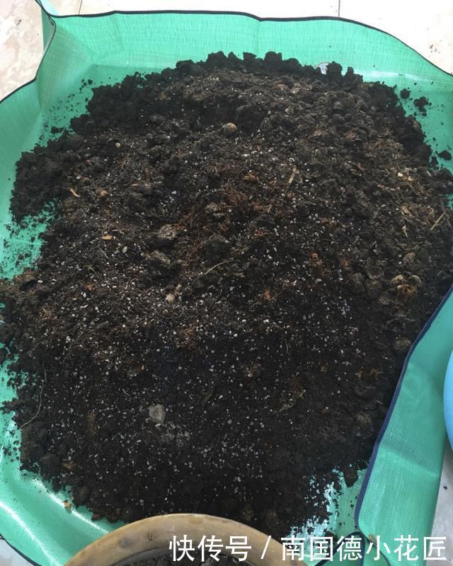 红砖块|出门捡4种东西,养花垫盆底,营养土不用买,疏松透气、不烂根