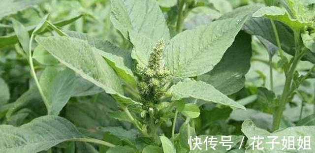 红叶子|同样是苋菜，为何有“红叶”和“绿叶”老菜农区别大，别买错！
