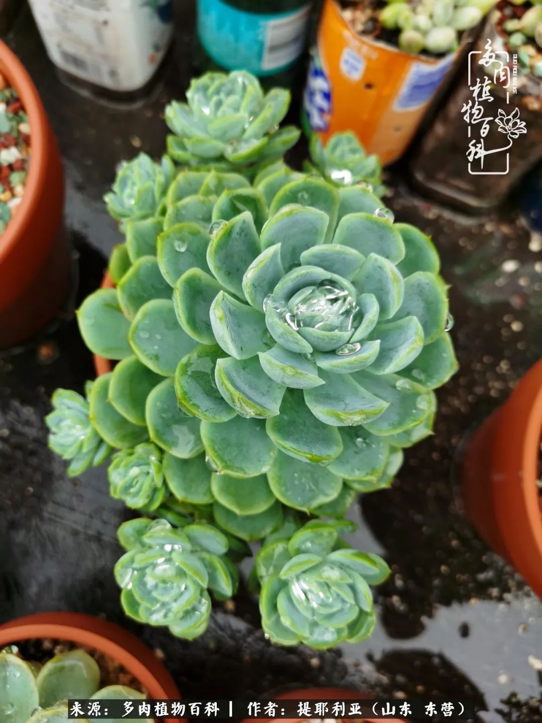 多肉植物|人如多肉，经阳光雨露历练后，亦会越挫越勇！