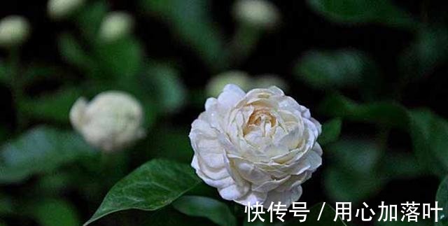 顶端|茉莉花八月容易“饿”,“喂养”做到位,花大香味浓!