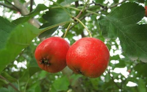 蔓越莓干|子宫肌瘤缠身不要慌,女人每天吃点“它”,让肌瘤慢慢远离你