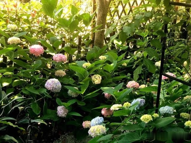 圆滚滚的绣球，瀑布般的花墙，这届花友也太会种花了吧