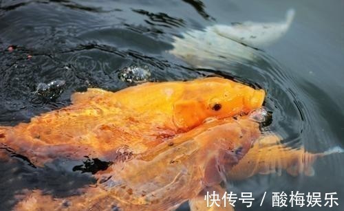 鲤鱼|李世民还阳路上，为何盯着水中的鲤鱼迟迟不走？如来：敢走试试？