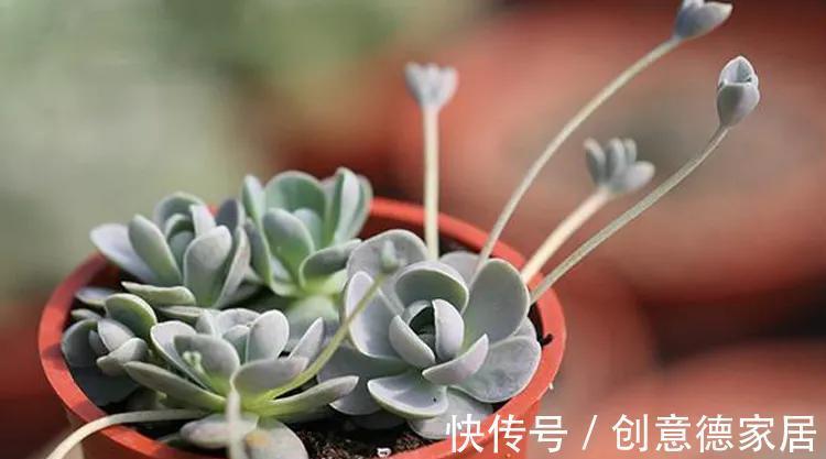 多肉瓦松并不都是灰姑娘，还有仙气十足的子持莲华