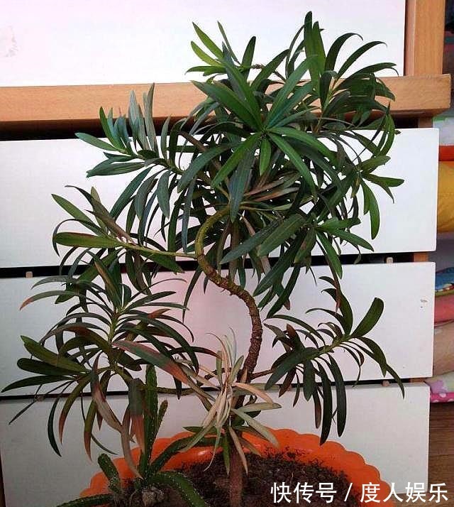 罗汉松不发新芽两种“情况”,两种解决办法,恢复快,长满芽!