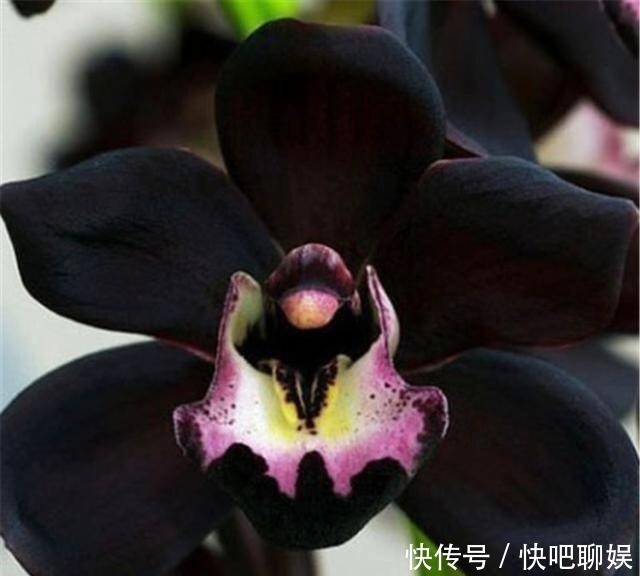 花色|别养桂花了!此花花香溢满屋,比乌龟还好养活,确定不养1盆?